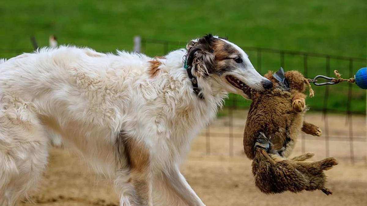 美国大学锦标赛育才启示:塔普110米栏破世界纪录背后的轮换效率与储备深度